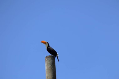 Ramphastos toco, ya da Toucan, Jussara Palm, Euterpe edulis racaceae 'de, Brezilya' nın bir kentsel bölgesinde. Yüksek kalite fotoğraf