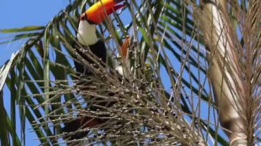 Ramphastos toco, ya da Toucan, Jussara Palm, Euterpe edulis racaceae 'de, Brezilya' nın bir kentsel bölgesinde. Yüksek kalite fotoğraf
