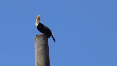 Ramphastos toco, ya da Toucan, Jussara Palm, Euterpe edulis racaceae 'de, Brezilya' nın bir kentsel bölgesinde. Yüksek kalite fotoğraf