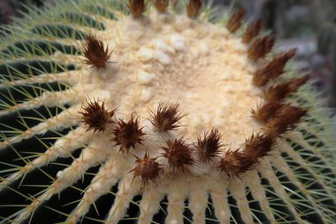 Bahçesinde keskin beyaz dikenleri olan doğal yeşil kaktüse yakın çekim. Yüksek kalite fotoğraf
