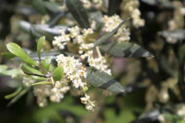 Zeytin dalı, çiçek ve tomurcuklarla doludur. Yüksek kalite fotoğraf