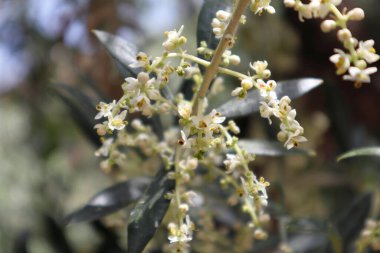 Zeytin dalı, çiçek ve tomurcuklarla doludur. Yüksek kalite fotoğraf
