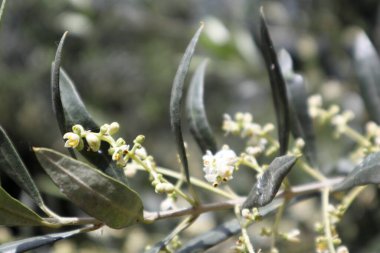 Zeytin dalı, çiçek ve tomurcuklarla doludur. Yüksek kalite fotoğraf