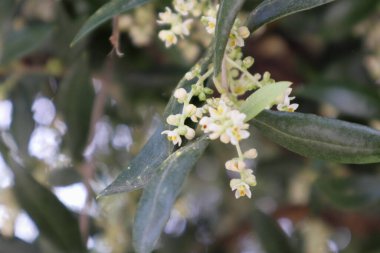 Zeytin dalı, çiçek ve tomurcuklarla doludur. Yüksek kalite fotoğraf