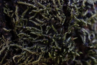 Texture of natural fabric or cloth. Fabric texture diagonal weave of natural cotton or linen textile material. White canvas background. Decorative fabric for curtain, furniture, walls, clothes. 