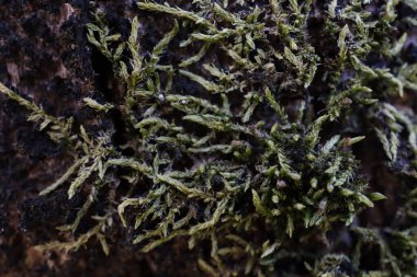 Texture of natural fabric or cloth. Fabric texture diagonal weave of natural cotton or linen textile material. White canvas background. Decorative fabric for curtain, furniture, walls, clothes. 