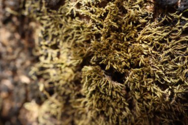 Texture of natural fabric or cloth. Fabric texture diagonal weave of natural cotton or linen textile material. White canvas background. Decorative fabric for curtain, furniture, walls, clothes. 