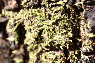 Texture of natural fabric or cloth. Fabric texture diagonal weave of natural cotton or linen textile material. White canvas background. Decorative fabric for curtain, furniture, walls, clothes. 