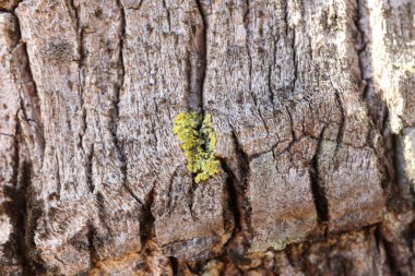 Doğal hurma gövdesi dokusu. Kahverengi doku. Kırsal, ham arka plan. Perde, mobilya, duvar ve kıyafetler için dekoratif kumaş. 