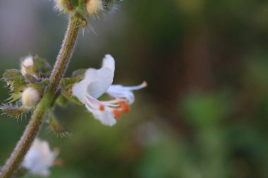 Bahçedeki tatlı bir fesleğen çiçeğine yaklaş. Yüksek kalite fotoğraf