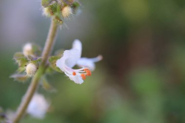 Bahçedeki tatlı bir fesleğen çiçeğine yaklaş. Yüksek kalite fotoğraf