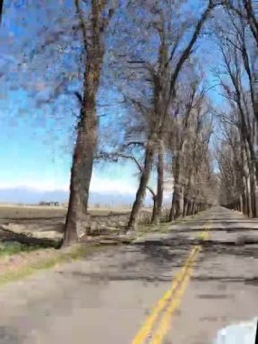 Arjantin, Mendoza 'da meşe ağaçları arasında. Yüksek kalite 4k görüntü