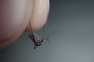 Gri arka planda parmaklar arasında sıkışmış ölü aedes dang sivrisineklerinin yakın çekimi. Yüksek kalite fotoğraf. Dang vericisi. Aedes.