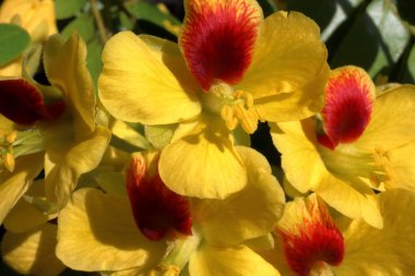 Macro photo of Pau Brazil or Sappan Wood, Caesalpinia enchinata, yellow blooming flowers High quality photo clipart