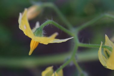 Çiçek yaklaş. Domates bitkisi çiçeği yakından. Serada domates yetiştirmek. - Evet. Yüksek kalite fotoğraf