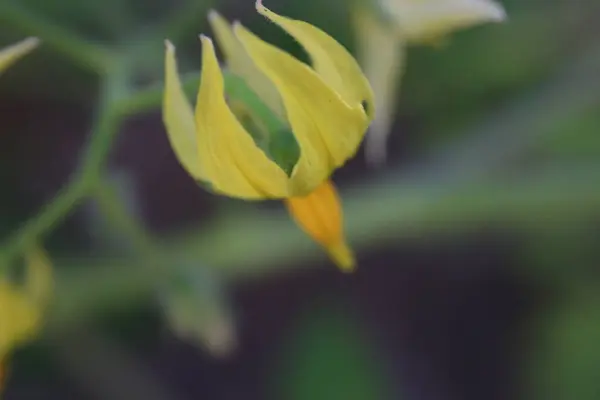 Stock image Flower close up. Tomato plant flower closeup. Growing tomatoes in the greenhouse. . High quality photo