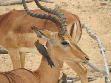 Boynunda öküzkuşu olan bir Impala portresi kulağını temizliyor, Kruger Ulusal Parkı, Güney Afrika. Yüksek kalite fotoğraf