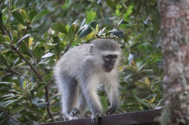 Vervet monkey chlorocebus pygerythrus, solely looking clipart