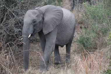 Afrika çalı fili, Loxodonta africana, Afrika savana fili olarak da bilinir. Kruger Park Büyük Beş Safari. Yüksek kalite fotoğraf