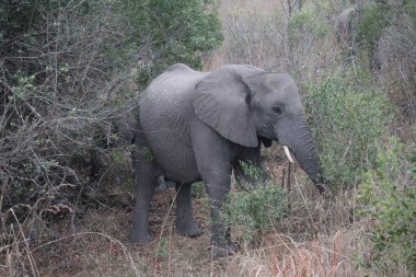 Afrika çalı fili, Loxodonta africana, Afrika savana fili olarak da bilinir. Kruger Park Büyük Beş Safari. Yüksek kalite fotoğraf