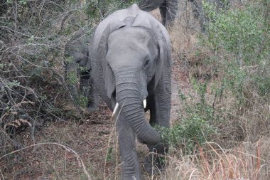 Afrika çalı fili, Loxodonta africana, Afrika savana fili olarak da bilinir. Kruger Park Büyük Beş Safari. Yüksek kalite fotoğraf