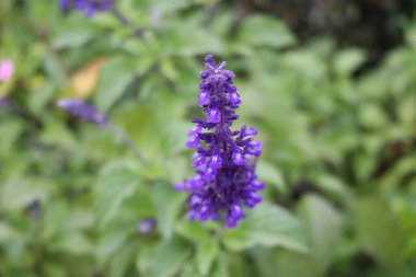 Stellenbosch Üniversitesi Botanik Bahçesi, Cape Town, Güney Afrika 08-04-2021 Güzel çiçekleri kapatın. Afrika