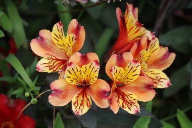 Stellenbosch Üniversitesi Botanik Bahçesi, Cape Town, Güney Afrika 08-04-2021 Güzel çiçekleri kapatın. Afrika