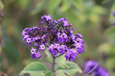 Stellenbosch Üniversitesi Botanik Bahçesi, Cape Town, Güney Afrika 08-04-2021 Güzel çiçekleri kapatın. Afrika