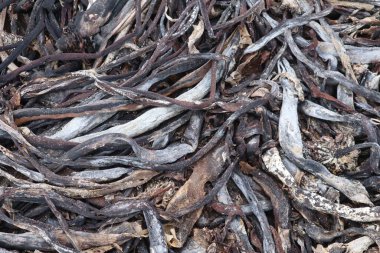 Close up of Kelp Seaweed residue on the beach of Cape of Good Hope. High quality photo clipart