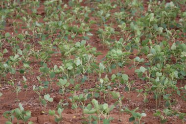 Güneşli bir günde soya fasulyesi tarlası. Tarım sahnesi. Yüksek kalite fotoğraf