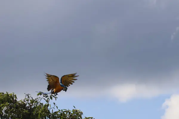 Birkaç büyük mavi papağan Hyacinth Macaw, Anodorhynchus sümbül, Goias 'ta vahşi kuş, Brezilya' da kaliteli fotoğraf.
