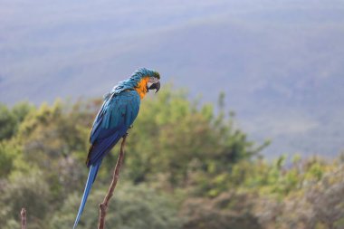 Birkaç büyük mavi papağan Hyacinth Macaw, Anodorhynchus sümbül, Goias 'ta vahşi kuş, Brezilya' da kaliteli fotoğraf.