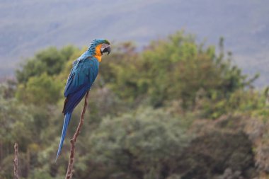 Birkaç büyük mavi papağan Hyacinth Macaw, Anodorhynchus sümbül, Goias 'ta vahşi kuş, Brezilya' da kaliteli fotoğraf.