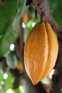 Green and Yellow Cocoa pods grow on tree. The cocoa tree Theobroma cacao with fruits. High quality photo