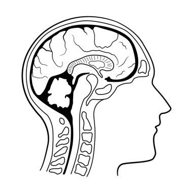 İnsan Beyni Anatomisinin Ayrıntılı Diyagramı