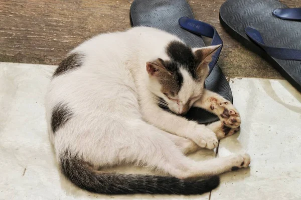 A black-and-white cat sleeping on a slipper.