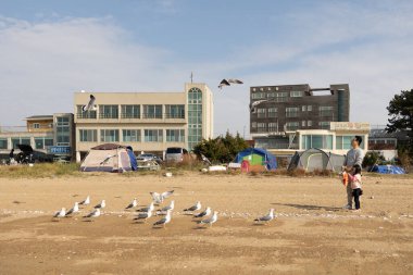 Gyeonggi-do, South Korea - November 07, 2022 : A family playing together with a flock of seagulls at Gungpyeong Port, clipart