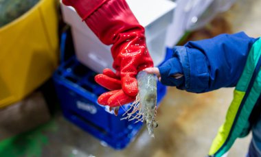 Person is holding shrimp with red rubber gloves at seafood market, Gungpyeong Port clipart