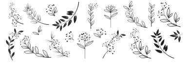 graphic elements for illustration and design, indoor flowers, leaves and twig for decoration, magnolia, element for logo, florist