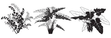 Çizim ve tasarım için grafik elementler siyah çizim, kapalı alan çiçekleri, Ficus benjamina, Philodendron