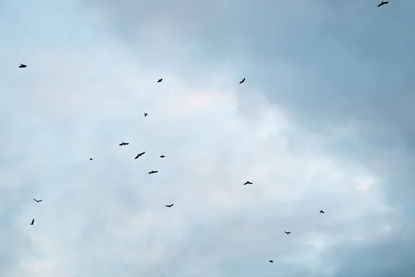 Kuşlar Güneye Uçar Göçmen Kuşlar Mavi Bulutlu Gökyüzünde — Stok fotoğraf