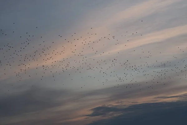 Céu Cinzento Incrível Divórcios Nuvens Azul Rosa Muitos Pássaros Voam — Fotografia de Stock