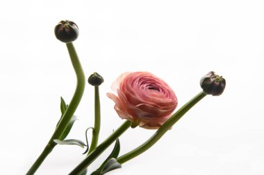 Beyaz arka planda pembe Ranunculus çiçeği. Dikey fotoğraf. Tarz. Evrensel yakın çekim fotoğrafı. Çerçevedeki resim. 