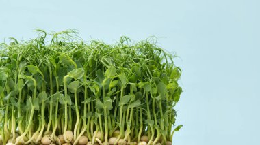 Sağlıklı beslenmek için mikro yeşil bezelyeler. Açık mavi bir arkaplanda filizlenen bir grup bezelye..