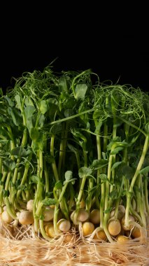 Mikro yeşilliklere nasıl bakılır