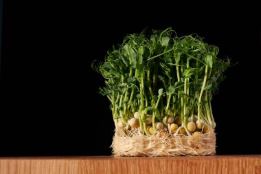 Mikroçimler. Tahtada sağlıklı beslenmek için bezelye. Siyah arka planda bezelye filizleri. Metin için yer.