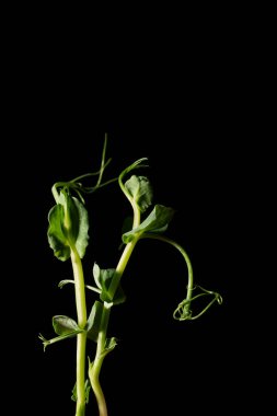İki bezelye filizi. Siyah arka planda mikroçimler. Sağlıklı beslenme için bezelye yetiştirmek. Metin için yer.