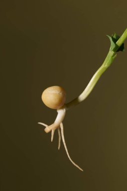 Yeşil arka planda taze bir nohut çekimi. Taze bezelyeler. Profesyonel fotoğraf. Yakın plan..