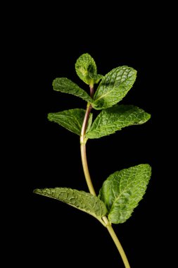 Siyah arka planda bir nane dalı. İçindekiler.