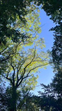 Ağaç dallarında yeşil yapraklar. Düşük açı. Mavi gökyüzü. Çerçeveleme.